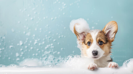 Welsh Corgi pembroke puppy dog taking bath with shampoo and bubbles in bathtub. Concept for pet shop, grooming salon. Blue background, space for text.