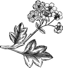 Vintage hawthorn branch with flowers and leaves sketch, hand-drawn berry illustration, botanical drawing - 769807572