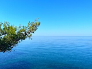 Pine branch above blue sea calm water and clear sky.