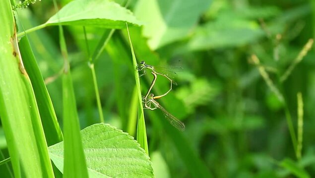 pair of damselflies mating in nature, wildlife, close up, insect.