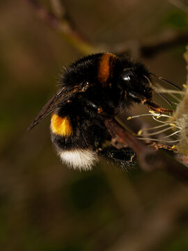Close up of a bumblebee (Bombus terrestris).