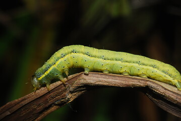 caterpillar on a leaf