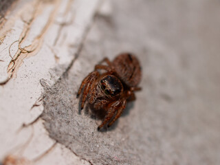 Jumping spider in nature or in the garden. super macro spider.