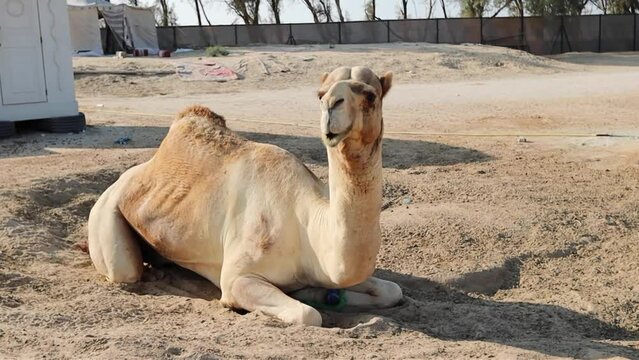 Camels in the camel farm in Manama Bahrain