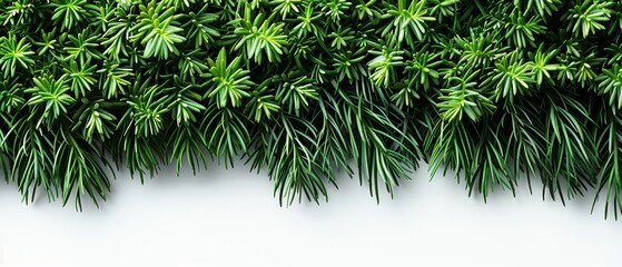   A close-up of a lush green plant with ample foliage on its sides against a pristine white background - obrazy, fototapety, plakaty