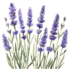Delicate Watercolor Lavender Clipping with Vibrant Purple Blooms and Verdant Stems Amid Peaceful Countryside Setting