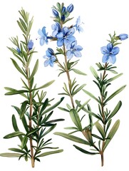 Delicate Watercolor Rosemary with Vibrant Blue Flowers and Lush Green Foliage