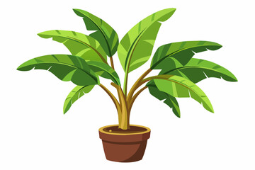 banana plant on white background