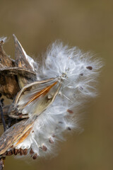 Milkweed seeds blowing away from pod in breeze