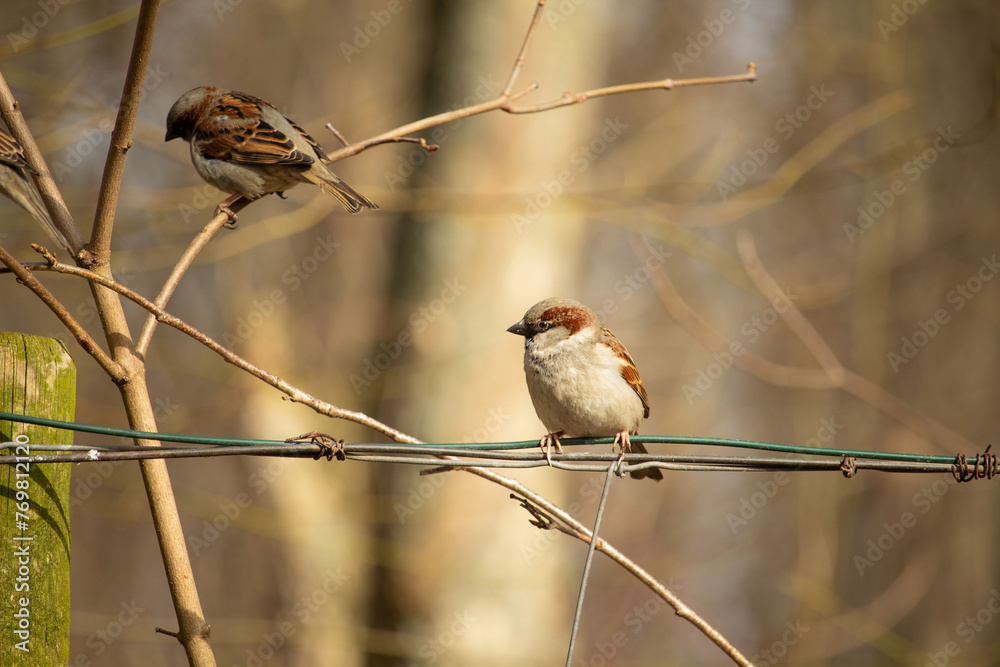 Wall mural sparrows sitting on a branch. the eurasian tree sparrow (passer montanus)