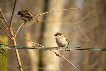 Sparrows sitting on a branch. The Eurasian tree sparrow (Passer montanus)