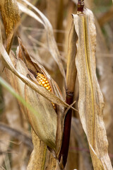 Feeder corn drying in the field before harvest