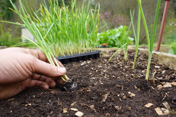transplanting onion in the vegetable garden. growing onion in fertile soil. young onion plant.