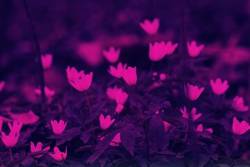 abstract background with
flowers