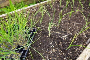 onion field. planting onions in the vegetable garden from seedlings. growing onions in a fertile field.