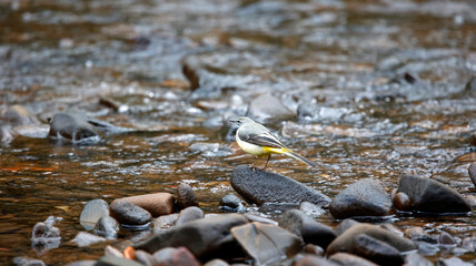 Grey wagtail feeding along the river