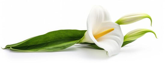 A white flower with green leaves on a white background, reminiscent of mint, a terrestrial plant often used as an ingredient in cuisine and events