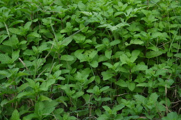 green leaves background