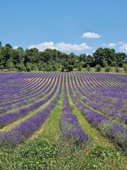 Fototapeta premium Simple photo of a purple fully blooming lavenderfield in france, Europe, Backround, Wallpaper, Vertical