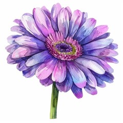 Watercolor lavender gerbera flower on white background - obrazy, fototapety, plakaty