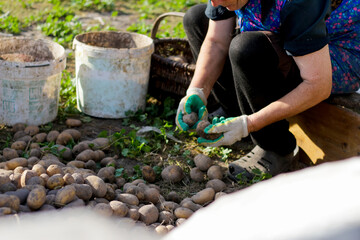 Naklejka premium Worker are engaged in sorting freshly harvested potatoes outdoors. The farmer carefully collects the potatoes from the farmland, the essence of agriculture, harvest, and cultivation