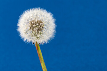 Beautiful fuzzy dandelion stem isolated against a blue background with copy space	