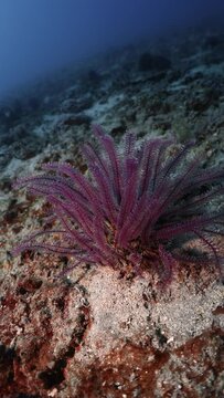 Vertical Video of a Feather Star sitting on a rock underwater while scuba diving. 