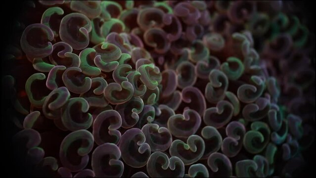 Underwater video Soft Coral Close Up while Scuba Diving in Bali Indonesia.