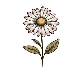 common daisy flower hand drawn vector illustration