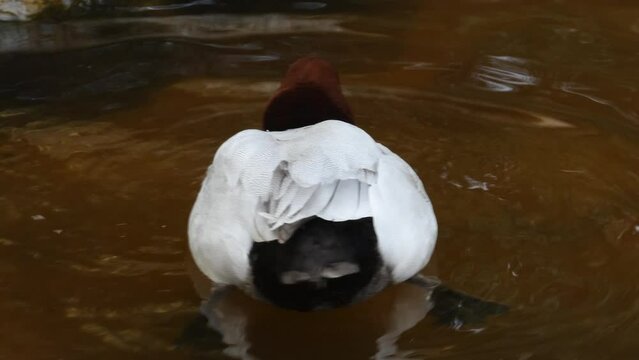 Tafelente am Teich