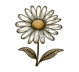 common daisy flower hand drawn vector illustration