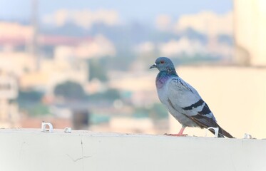 pigeon sitting above the city on a roof
