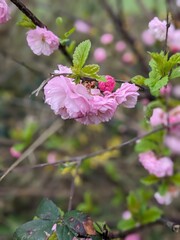 pink blossom