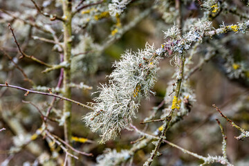 Beard Lichen