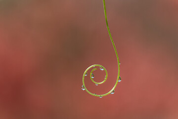 Fototapeta premium Gouttes et plante