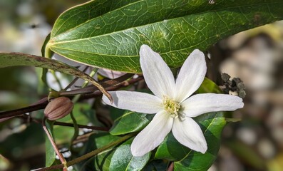 white and yellow flowers
