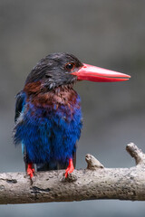 The Javan kingfisher is perched enjoying solitude while observing the surrounding environment to hunt and look for prey to eat