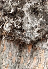 tree bark texture