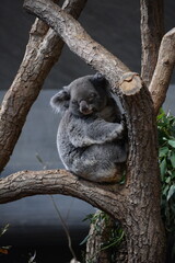 Koala on a branche