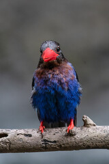 The Javan kingfisher is perched enjoying solitude while observing the surrounding environment to hunt and look for prey to eat