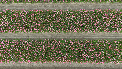 pinktulip fields in spring in the netherlands dronehoto top view