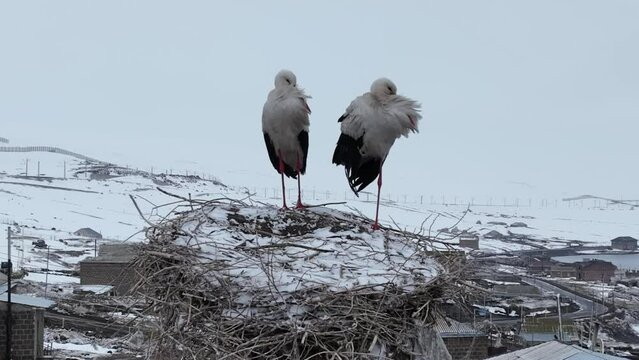 Aerial view, Two young White storks in a nest on a pillar on background snowy village Paravani, Georgia