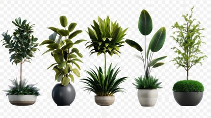 various types of potted plants in high resolution and high quality HD