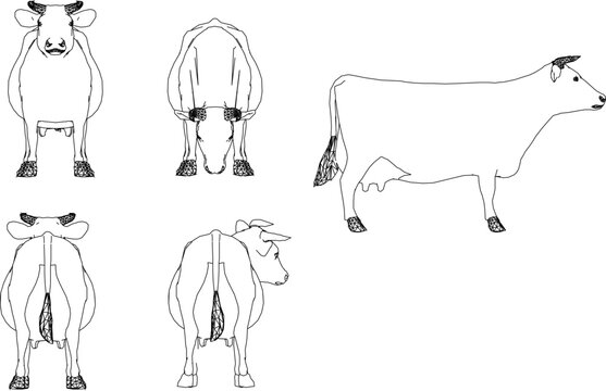 Adobe Illustrator Artwork vector design sketch illustration of a collection of cow animals for completeness of the image design