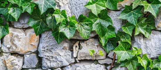 Close-up of green ivy leaves on a stone wall background.