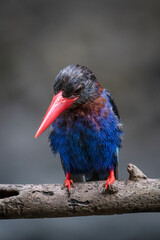 The Javan kingfisher is perched enjoying solitude while observing the surrounding environment to hunt and look for prey to eat