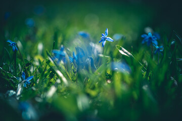 spring blue flower of Siberian scilla outdoors