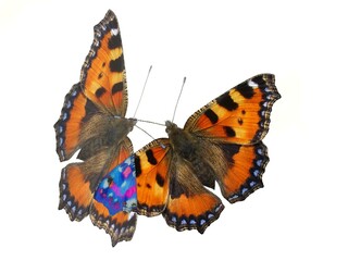 Fototapeta na wymiar Butterflies Small tortoiseshell, Aglais urticae - abstract composition with open colorful wings abstract colors and white background. Topics: abstraction, beauty of nature, card, computer art