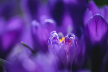 Poster flowers crocuses in full blossom, purple color, grow on the grass © iloli
