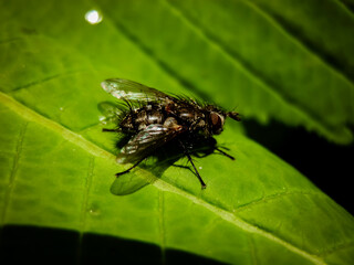 A macro shot of a fly sitting on a green leaf in the garden.